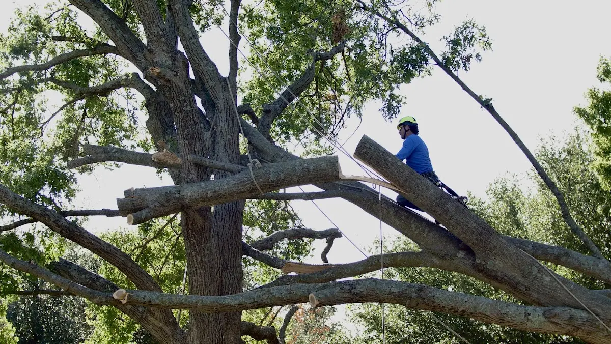 Professional Crown Thinning performed by certified arborists in Portage