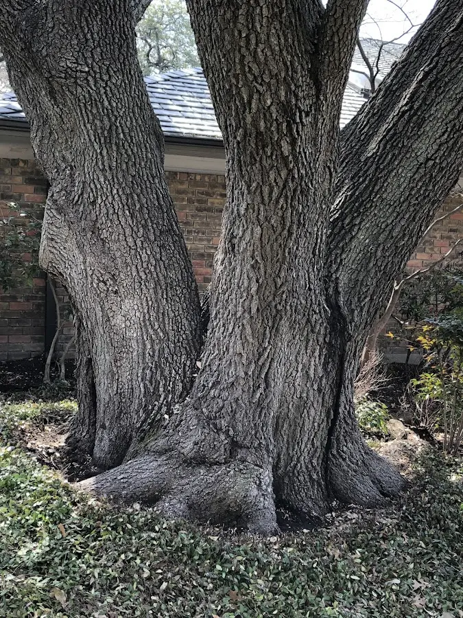 Mature heritage tree close to a Portage property cared for by certified arborists